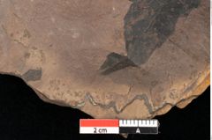 Foto (Detailsansicht) von Quercus palaeoilex Ettingshausen (NHMW-GEO-2024-0188-0861)